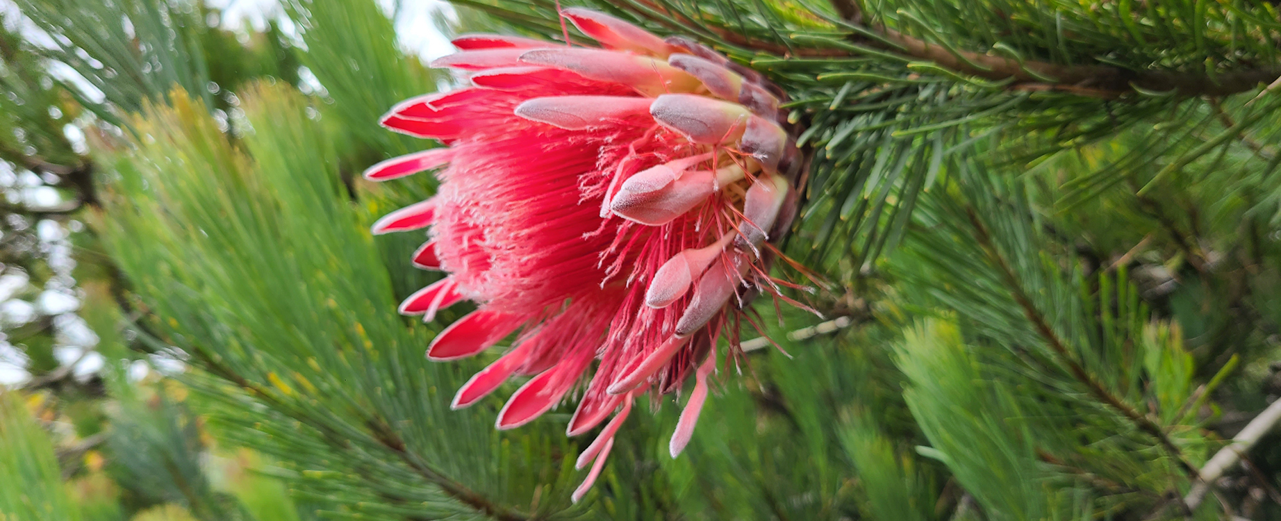 Protea - pretty pink flower